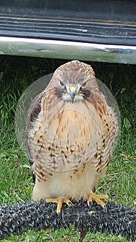 Red tail hawk