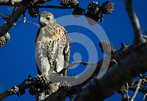560 Red Tail Hawk Adolescent photo
