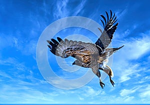 Red-tail Hawk with beautiful blue and white background