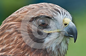 Red-Tail Hawk (Buteo jamaicensis) Head Closeup