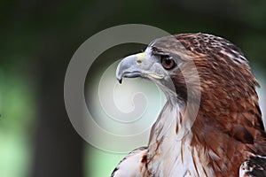 Red Tail Hawk Close-Up