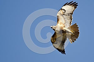 Red-Tail Hawk Flying in a Blue Sky