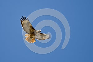 Red-Tail Hawk Flying in a Blue Sky