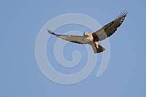 Red-Tail Hawk Flying in a Blue Sky