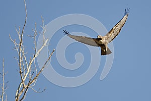 Red-Tail Hawk Flying in a Blue Sky