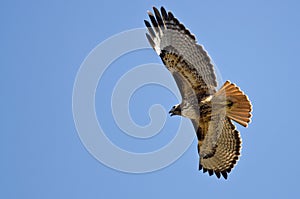 Red-Tail Hawk Flying in a Blue Sky