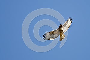 Red-Tail Hawk Flying in a Blue Sky