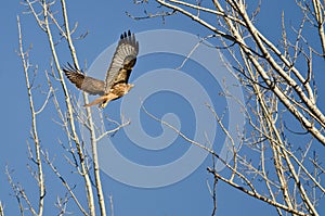 Red-Tail Hawk Flying Up To Its Nest