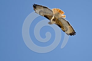 Red-Tail Hawk Hunting on the Wing