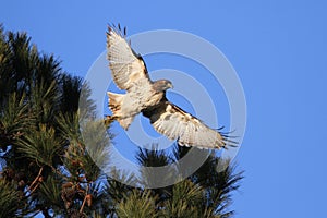 Red Tail Hawk just taking off