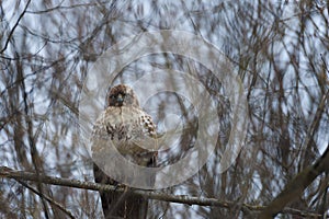 Red Tail Hawk keeps an eye below