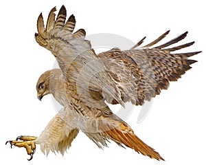 Red tail hawk landing attack draw on white vector.