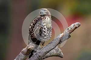 Red Tail Hawk Looking Up