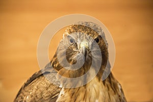 Red-tail Hawk looking at you