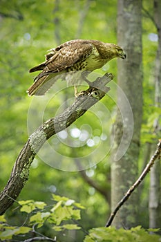 Red tail hawk perched in a dead tree, Manchester, Connecticut.