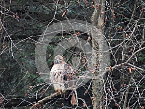 Red Tail Hawk perched on tree limb