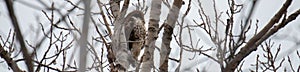 red tail hawk perched in tree in the winter months