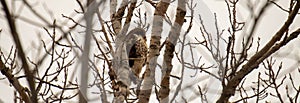 red tail hawk perched in tree in the winter months