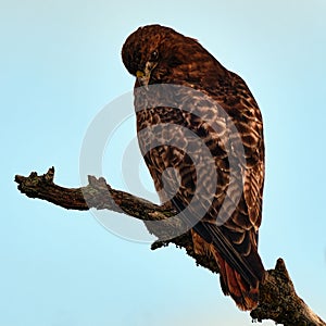 Red tail hawk perching on a branch