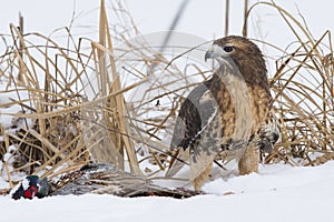 Red tail hawk with prey