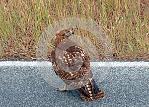 Red tail hawk resting on road in Paso Robles California USA