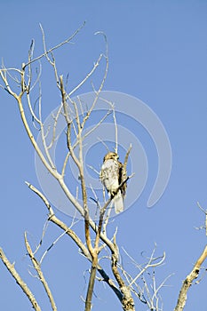 Red tail hawk sits in tree at sunrise at the Bosque del Apache National Wildlife Refuge, near San Antonio and Socorro, New Mexico