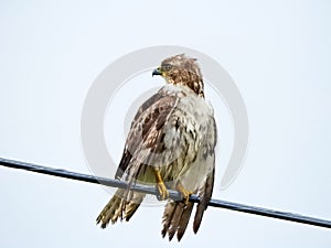 Red Tail Hawk sitting alone on wire