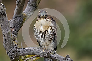 Red Tail Hawk