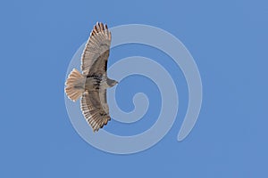 Red Tail Hawk soaring