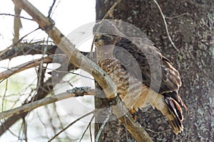 Red-Tail hawk on a tree branch, fluffs up and ruffles its feathers.