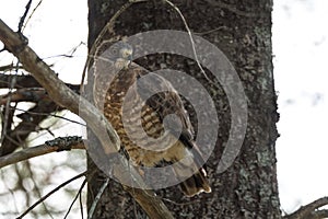 Red-Tail hawk on a tree branch, fluffs up and ruffles its feathers.