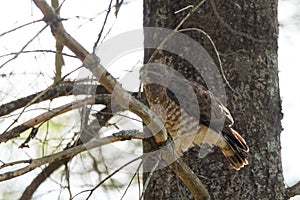 Red-Tail hawk on a tree branch, fluffs up and ruffles its feathers.