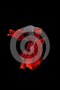 Red tail siamese fighting fish half moon , betta fish isolated o