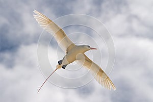Red tail tropic bird Phaethon rubricauda while flying