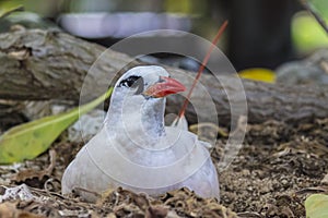 Red Tail Tropicbird Nesting