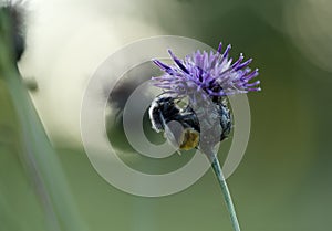 Red-taile bumblebee Bombus lapidarius early in the morning on a flower of Cornflower centaurea jacea and pollinates it