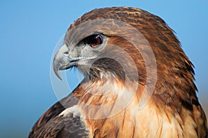 Red Tailed