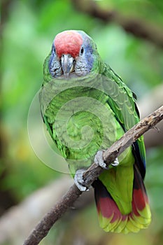 The red-tailed amazon (Amazona brasiliensis)
