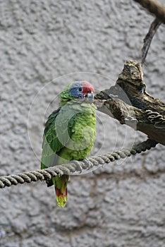 Red-tailed Amazon - Amazona brasiliensis