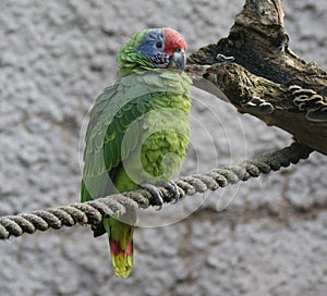 Red-tailed Amazon - Amazona brasiliensis photo