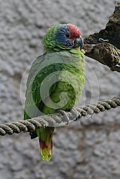 Red-tailed Amazon - Amazona brasiliensis