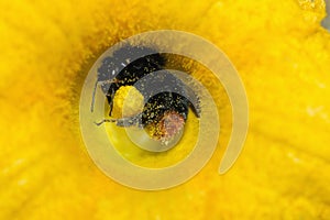 Red-tailed black bumblebee pollinating flower