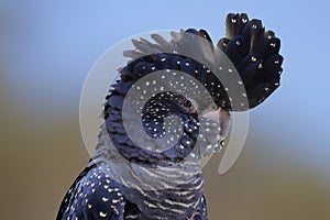 Red-tailed Black Cockatoo