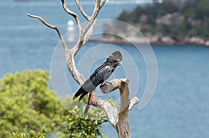 Red tailed black cockatoo