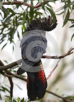 Red-tailed Black Cockatoo