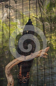 Red-tailed black cockatoo bird is called Calyptorhynchus banksii