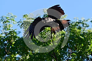 Red-tailed black cockatoo.Bird In flight