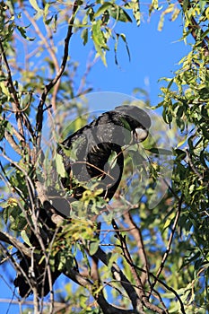 red-tailed black cockatoo (Calyptorhynchus banksii) Queensland ,Australia