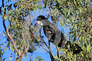 red-tailed black cockatoo (Calyptorhynchus banksii) Queensland ,Australia