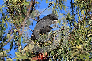 red-tailed black cockatoo (Calyptorhynchus banksii) Queensland ,Australia